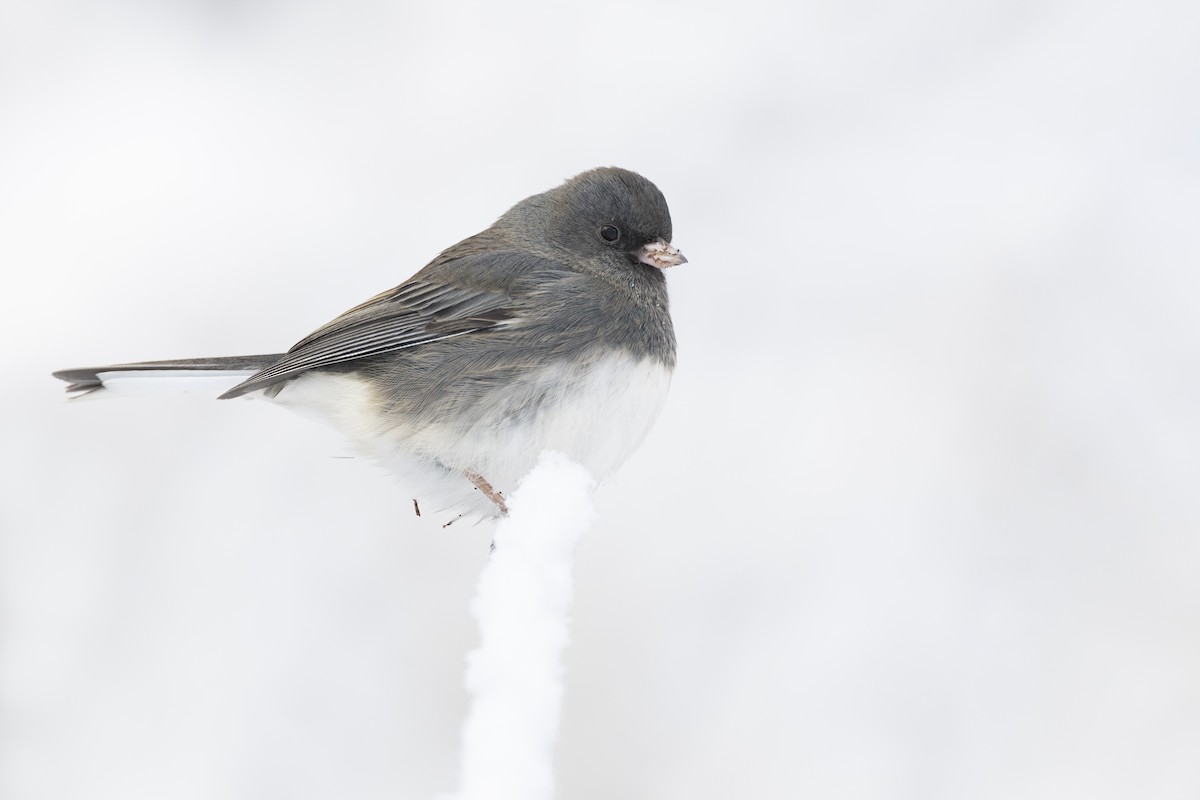 Dark-eyed Junco (Slate-colored) - ML647125437