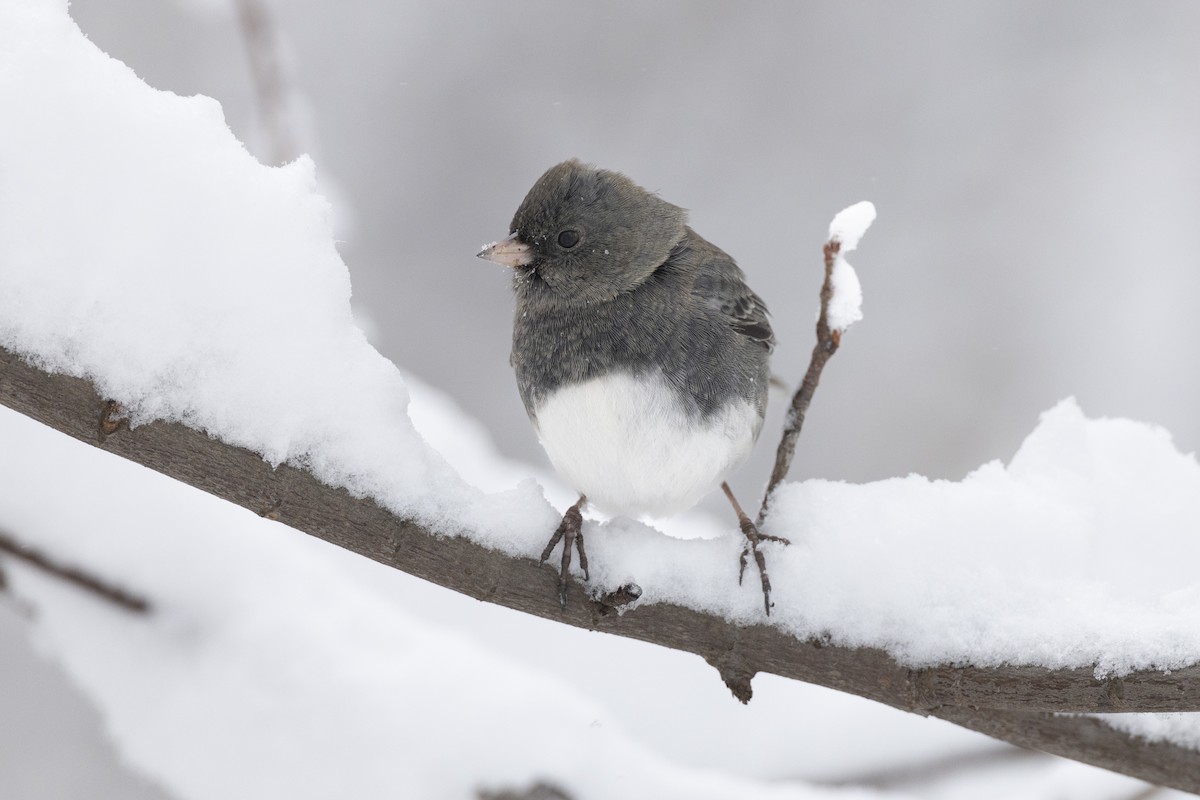Dark-eyed Junco (Slate-colored) - ML647125438