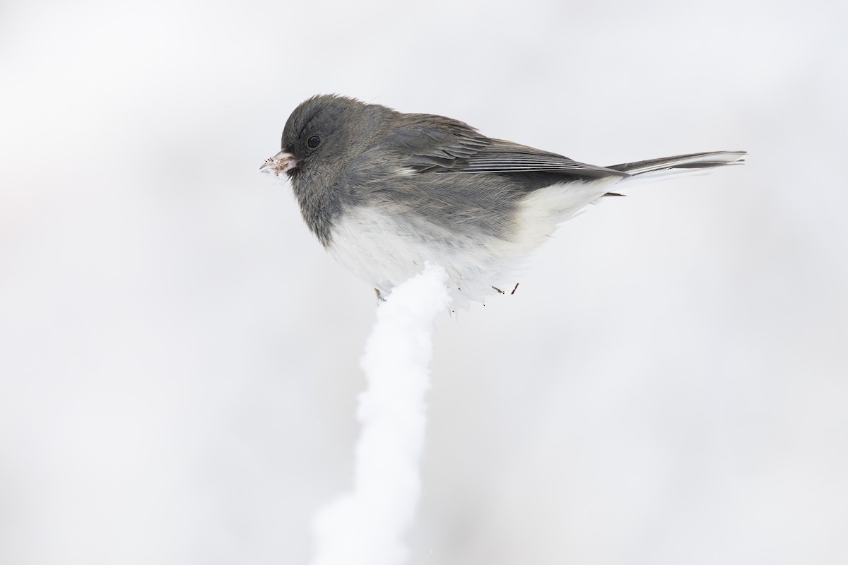 Dark-eyed Junco (Slate-colored) - ML647125439