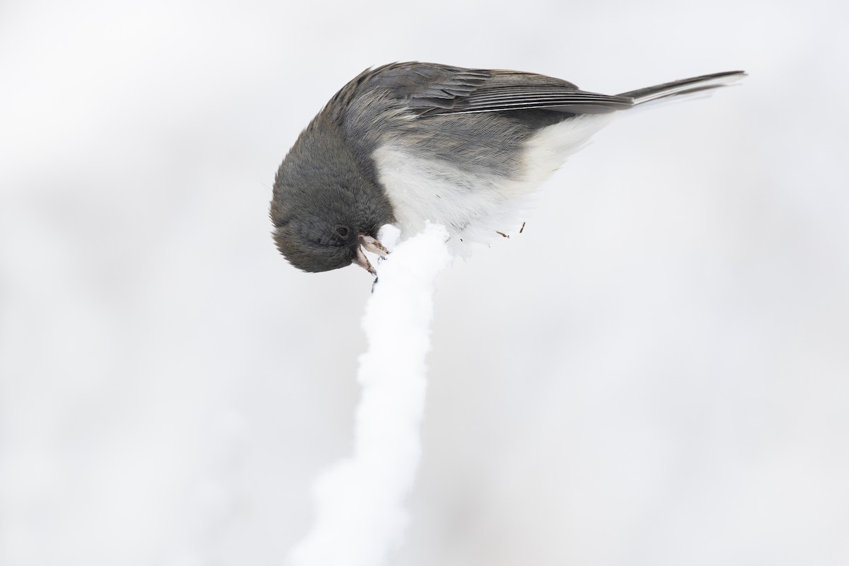 Dark-eyed Junco (Slate-colored) - ML647125440