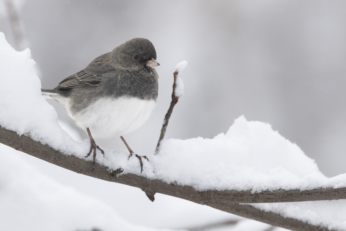 Dark-eyed Junco (Slate-colored) - ML647125441