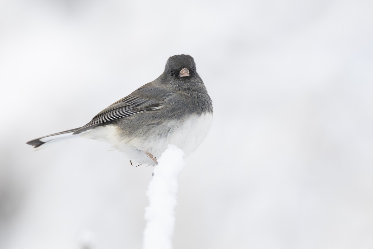 Dark-eyed Junco (Slate-colored) - ML647125442