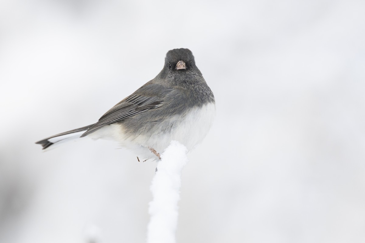 Dark-eyed Junco (Slate-colored) - ML647125443