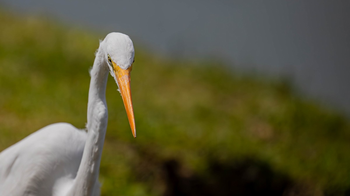 Great Egret - ML647125448