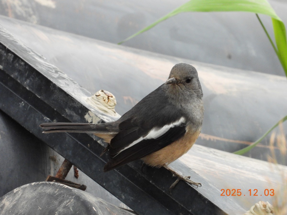 Oriental Magpie-Robin - ML647125449