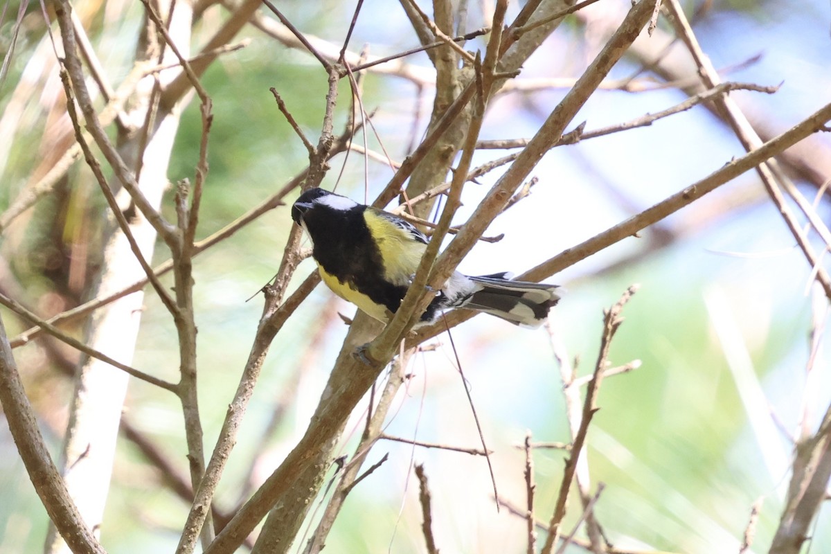 Green-backed Tit - ML647125453