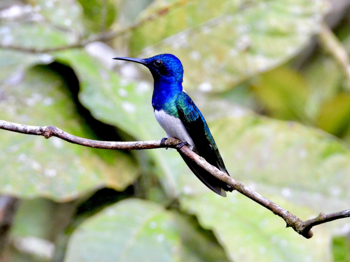 White-necked Jacobin - ML647125457