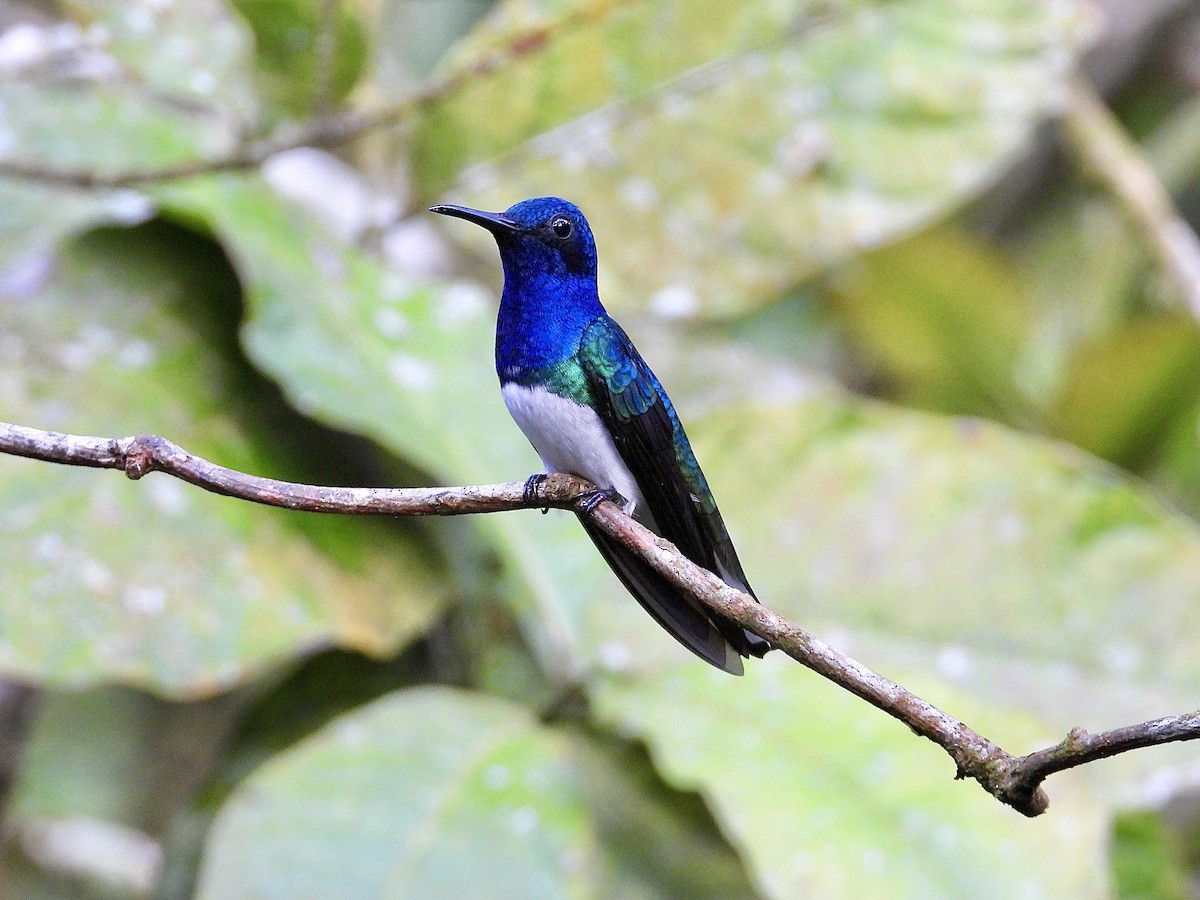 White-necked Jacobin - ML647125458