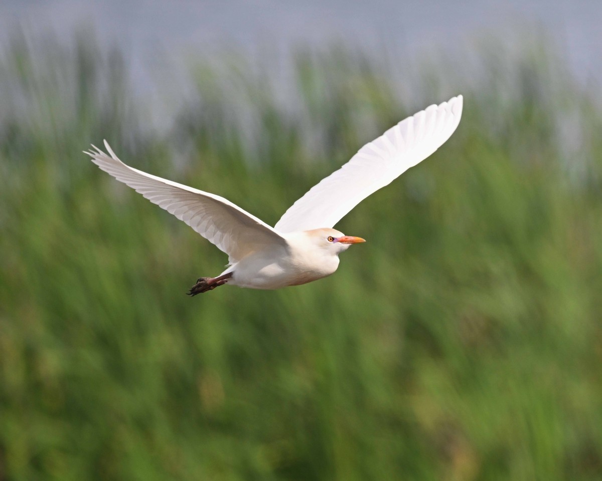 Airone guardabuoi - ML647125459