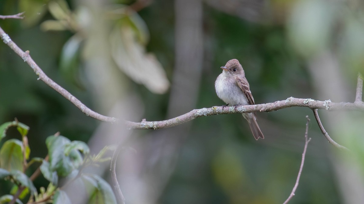 Western Wood-Pewee - ML647125460