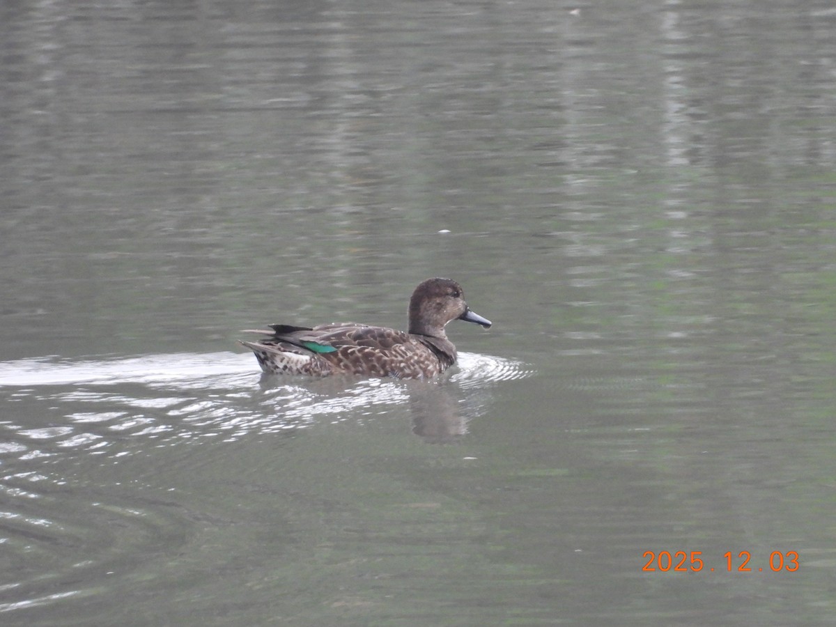 שרשיר - ML647125462