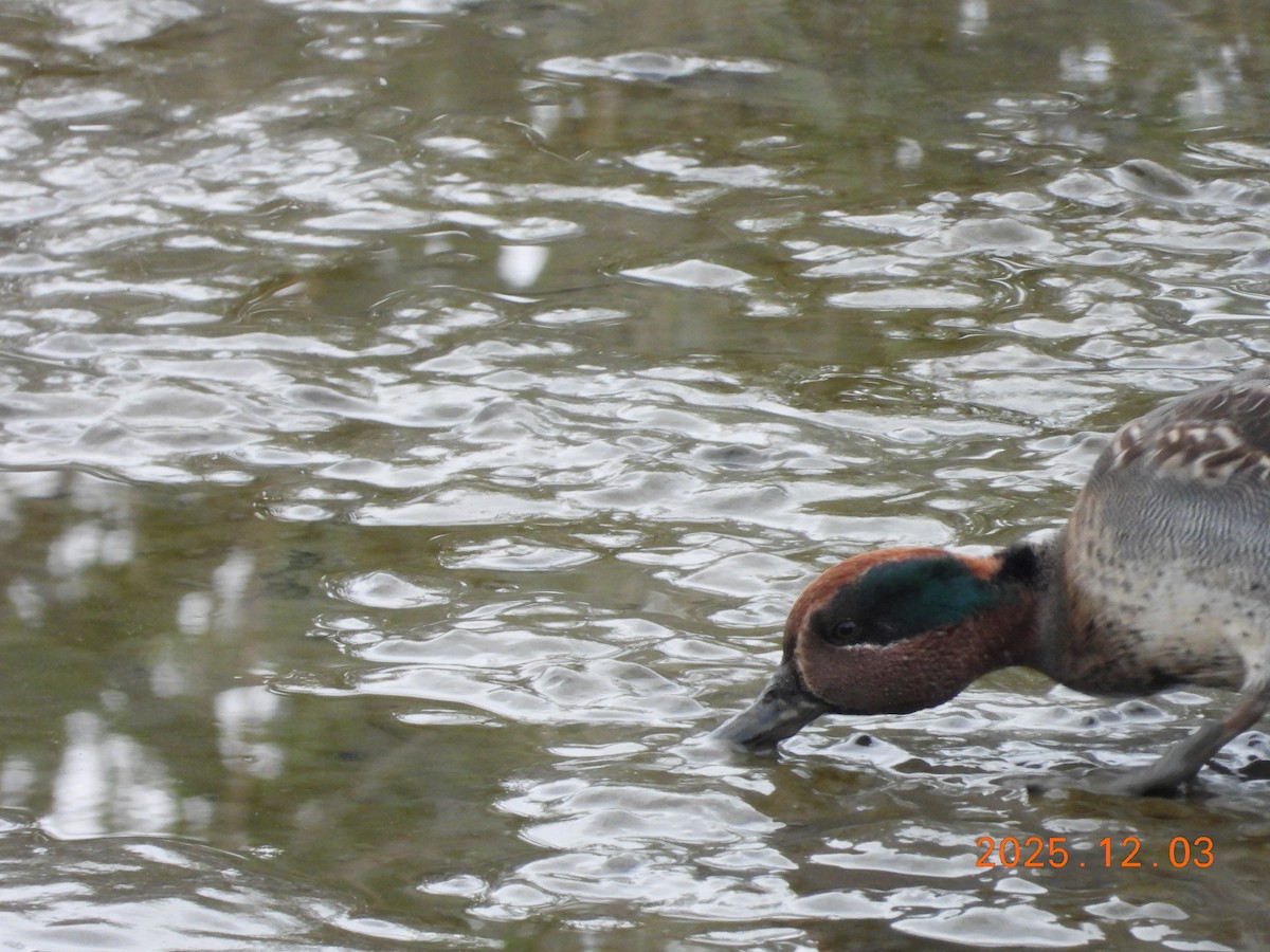שרשיר - ML647125463