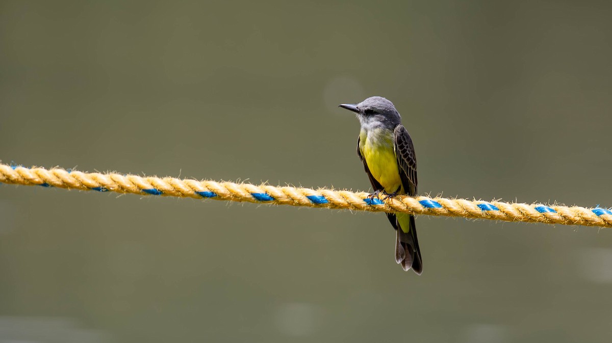 Tropical Kingbird - ML647125464