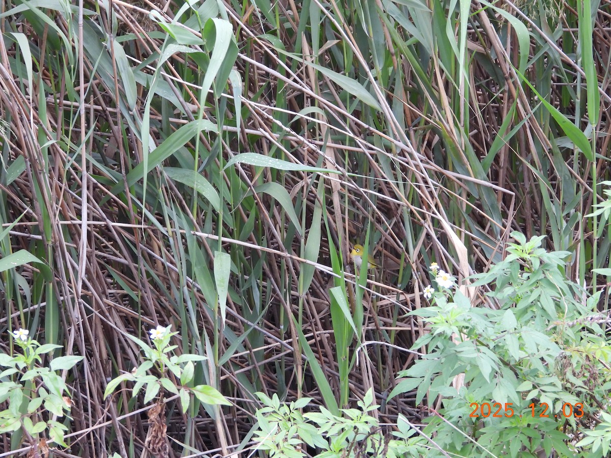 Swinhoe's White-eye - ML647125469