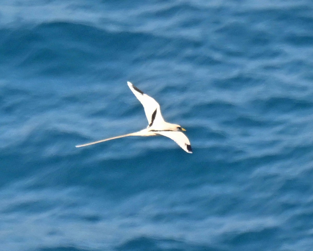 White-tailed Tropicbird - ML647125470