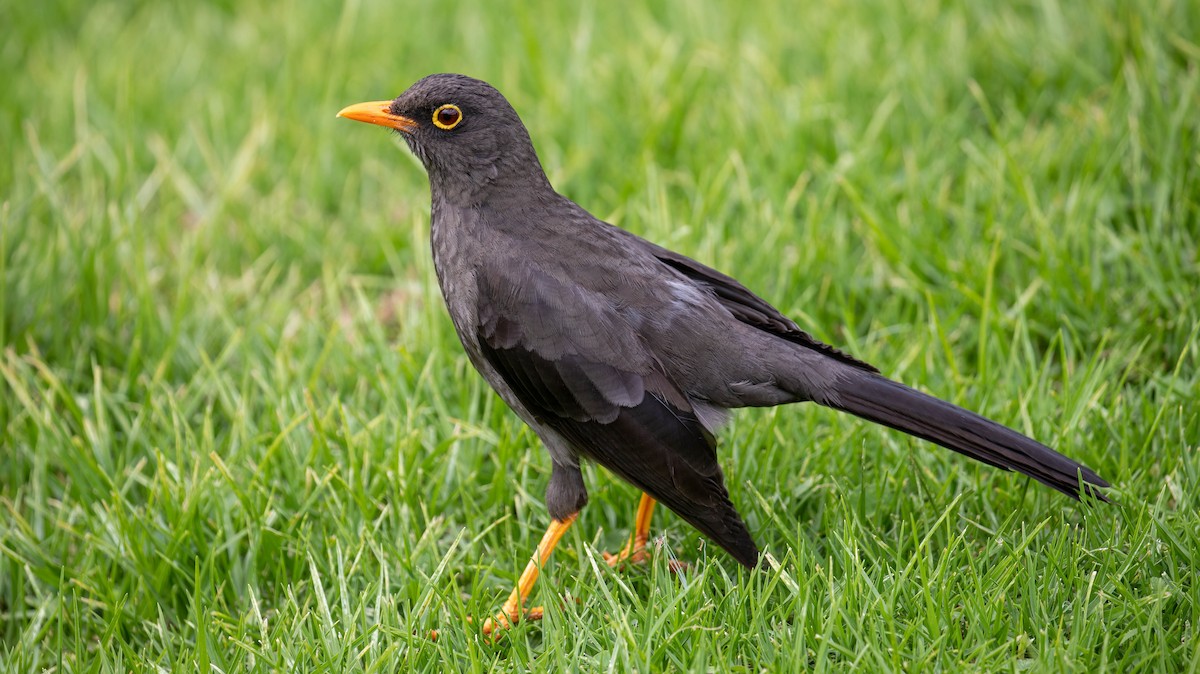 Great Thrush - ML647125473