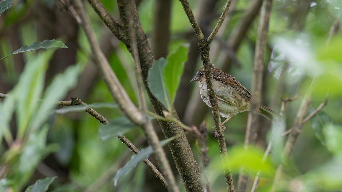 Rufous-collared Sparrow - ML647125475