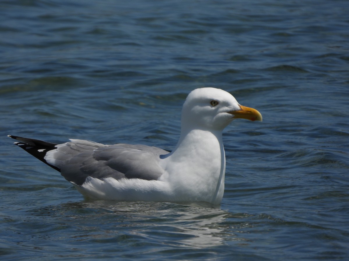American Herring Gull - ML647125481
