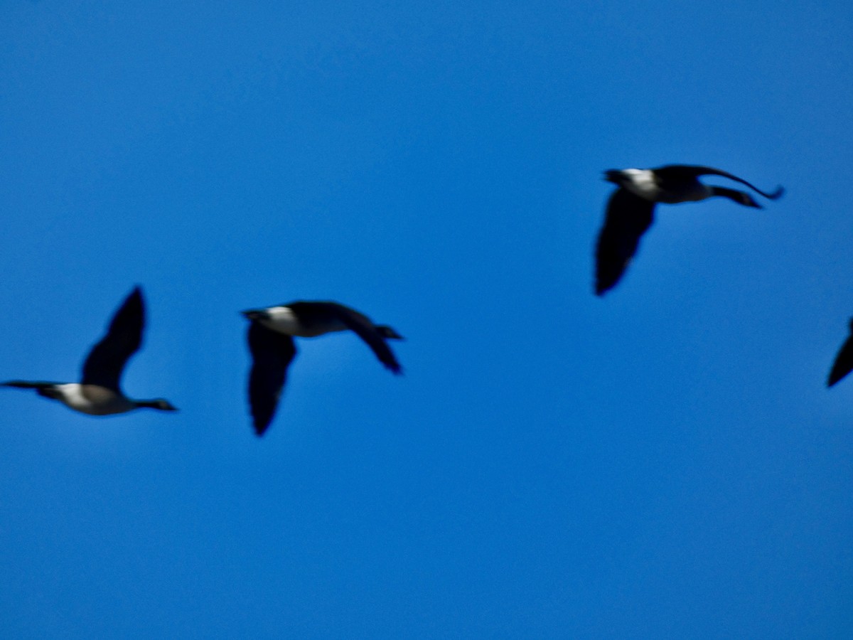 カナダガン - ML647125490