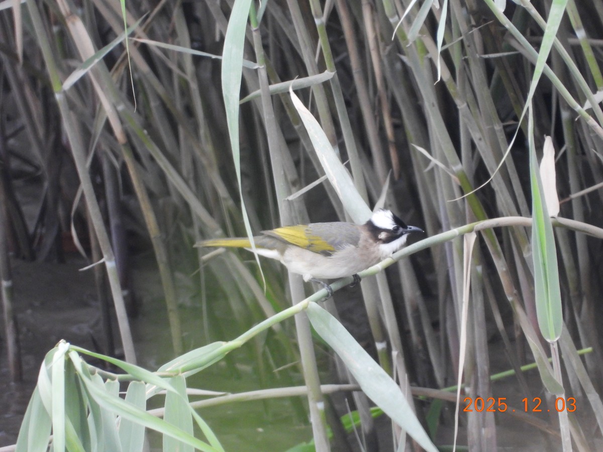 Light-vented Bulbul - ML647125491