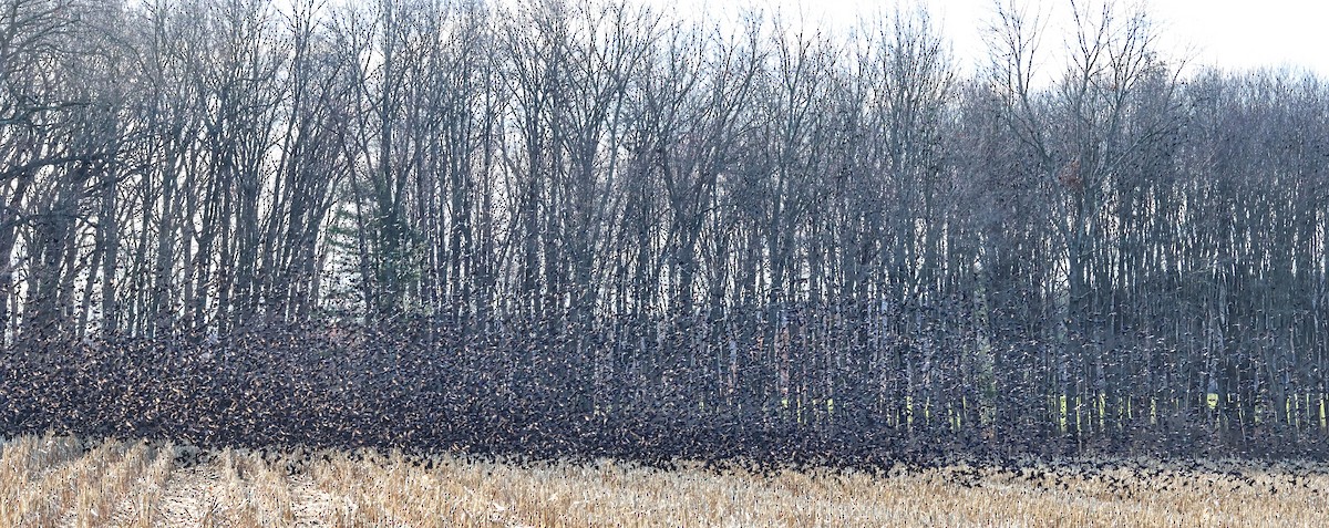 Quiscale bronzé - ML647125496