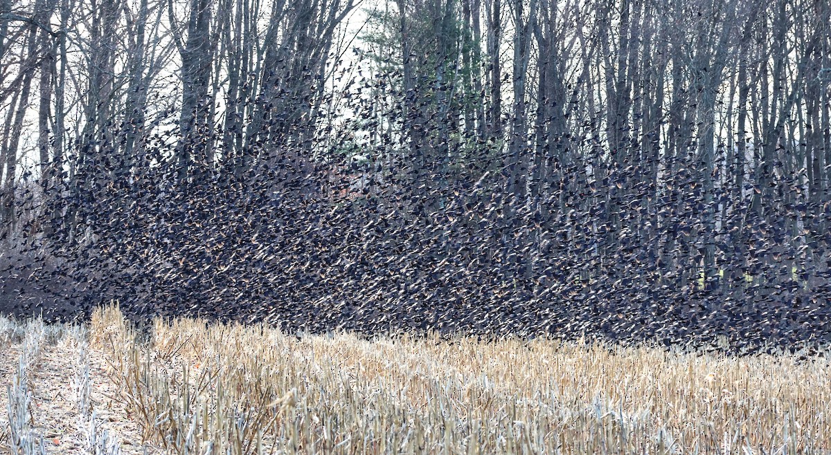 Quiscale bronzé - ML647125497