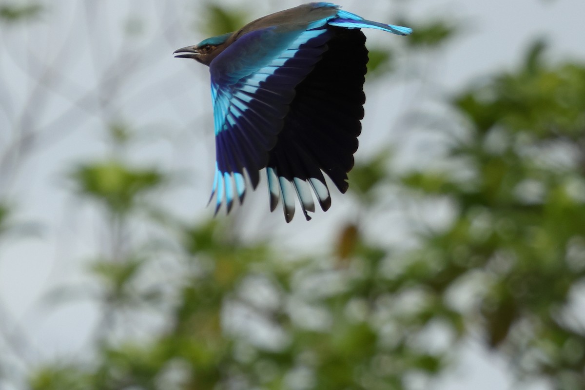 Indochinese Roller - ML647125499