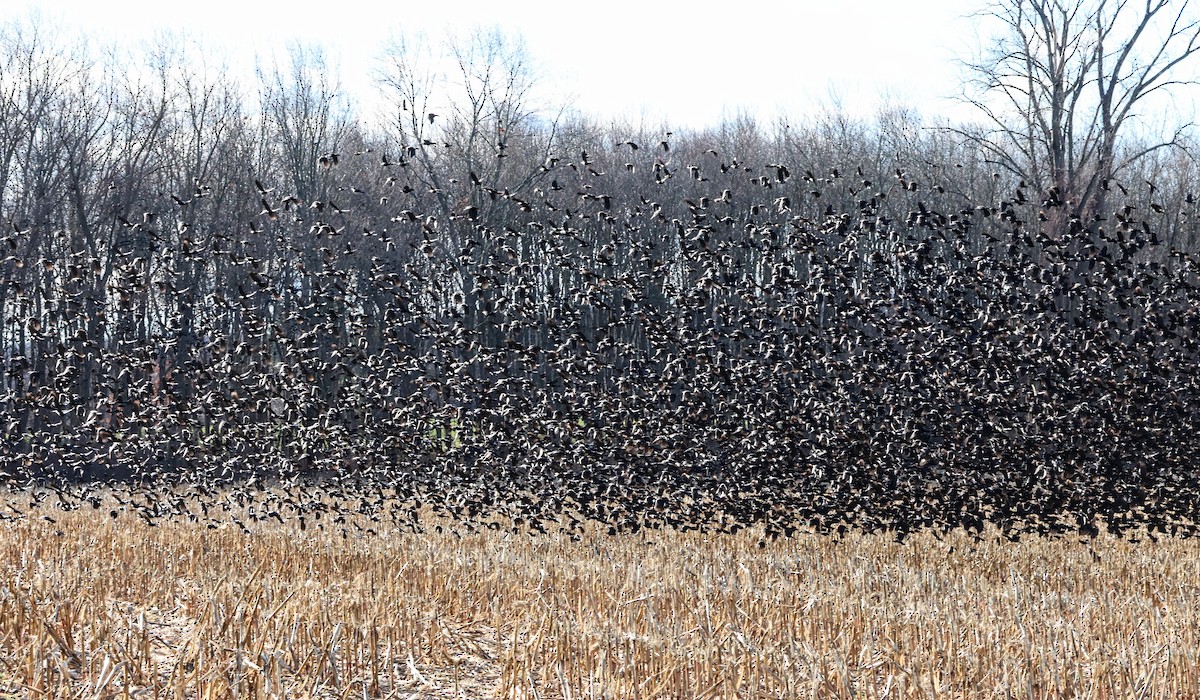 Quiscale bronzé - ML647125502