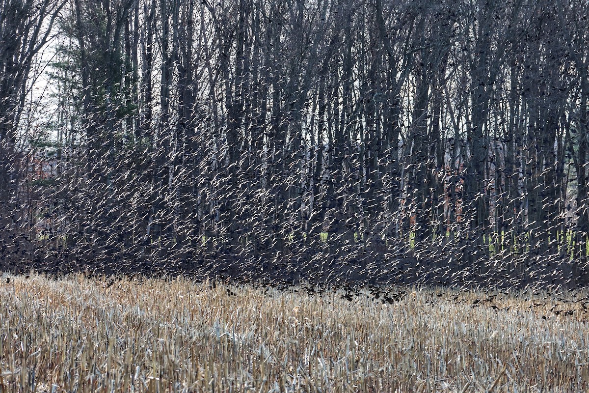 Quiscale bronzé - ML647125506