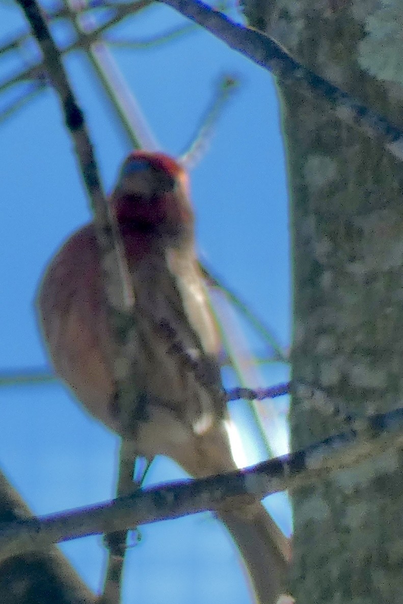 メキシコマシコ - ML647125508