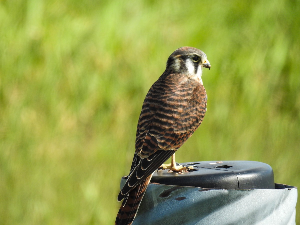 American Kestrel - ML64712551