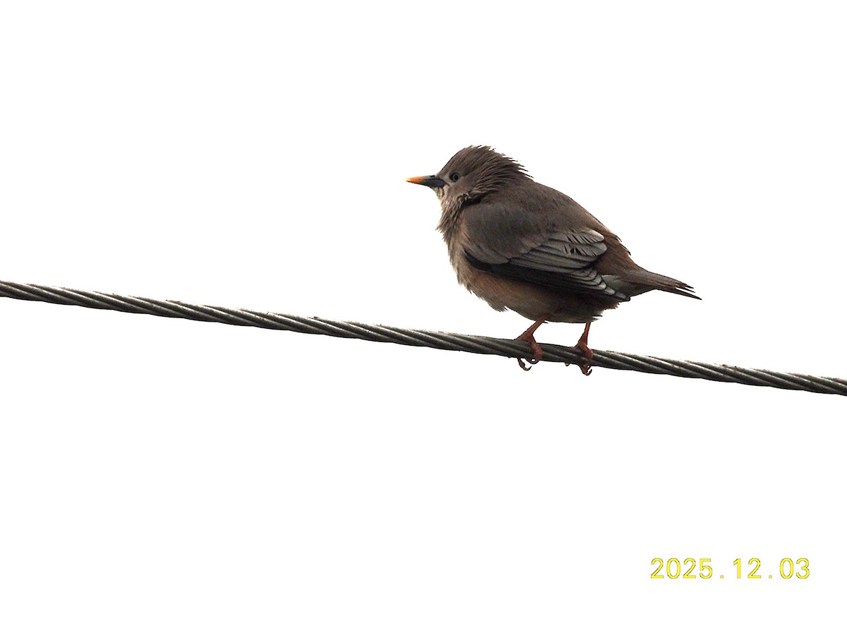 Chestnut-tailed Starling - ML647125513