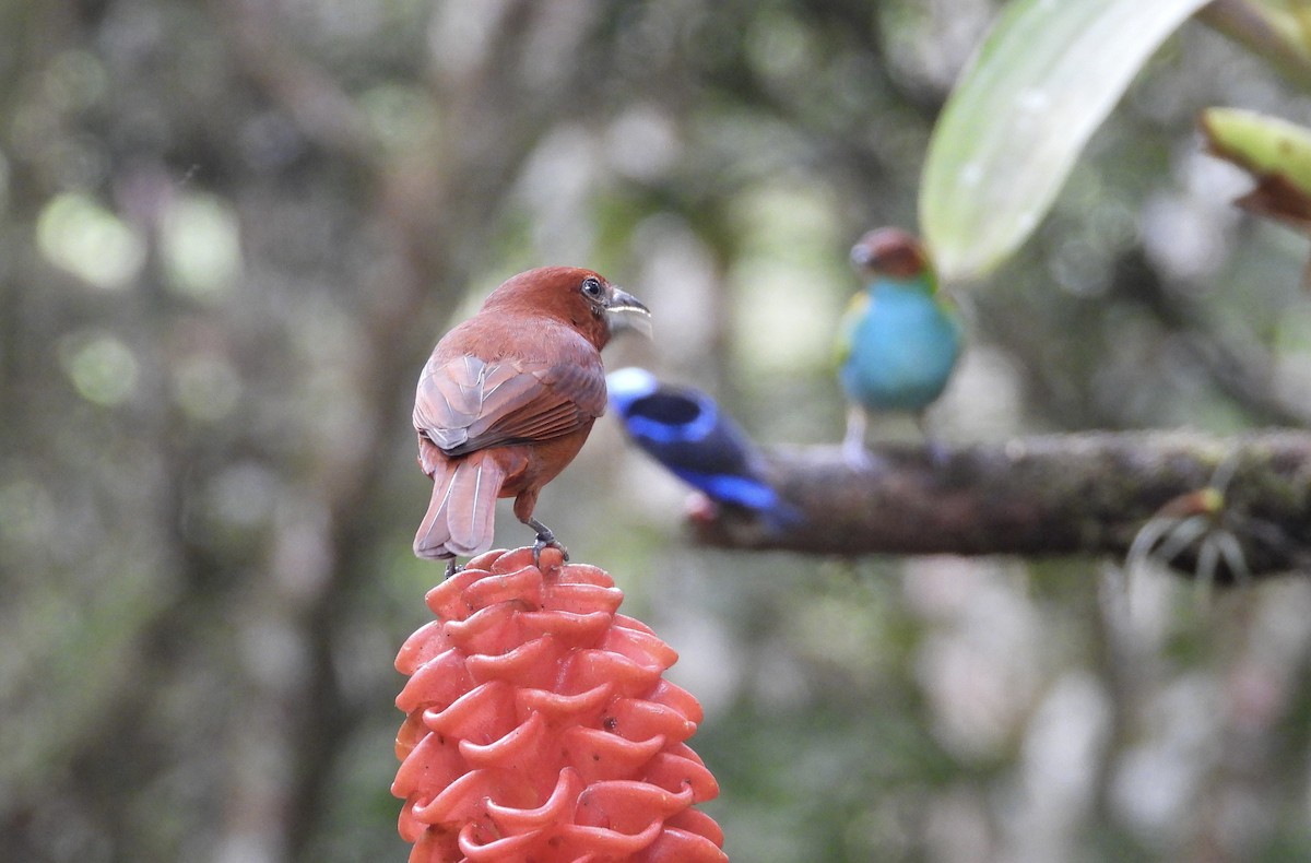 Піранга червона - ML647125514