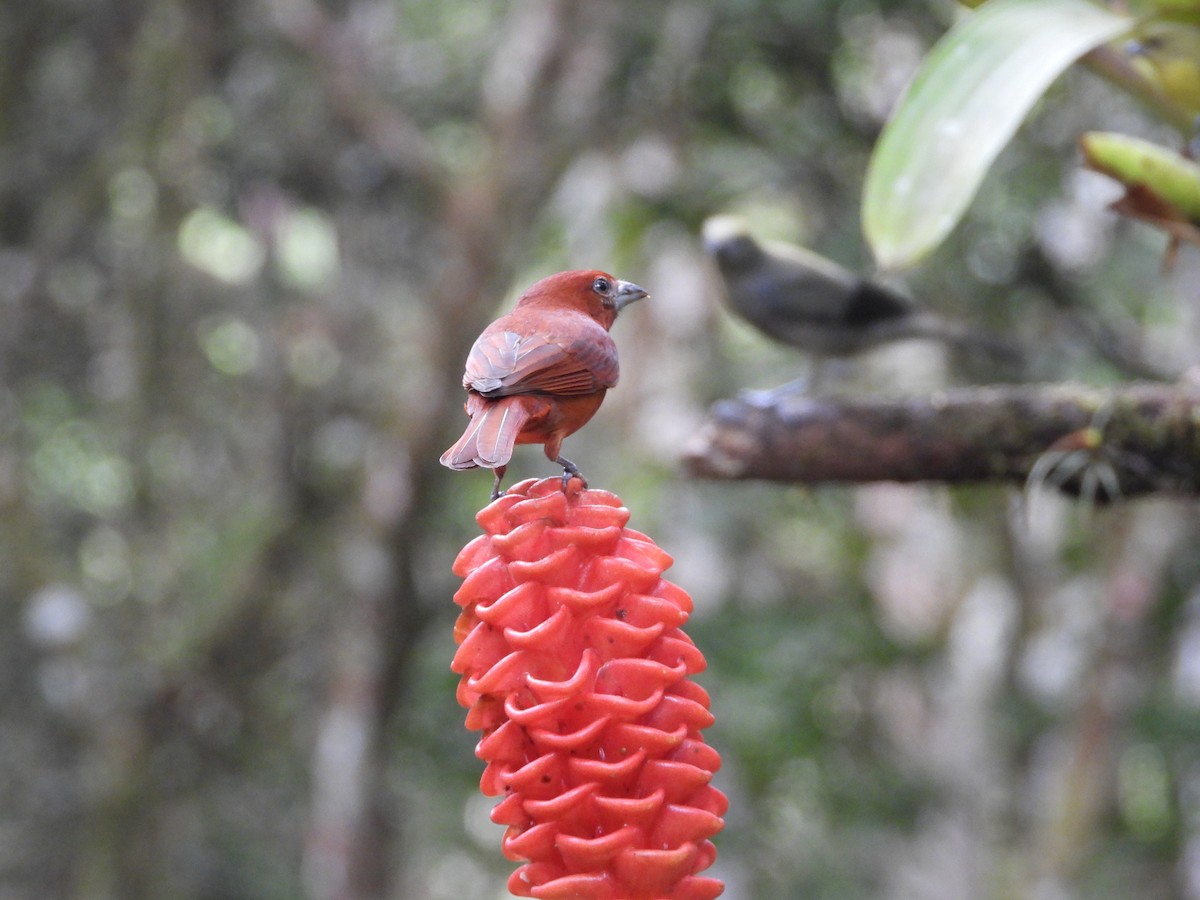 Піранга червона - ML647125515