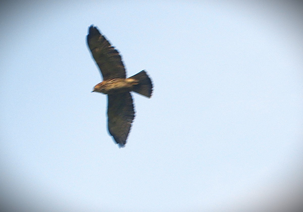 Broad-winged Hawk - ML647125516