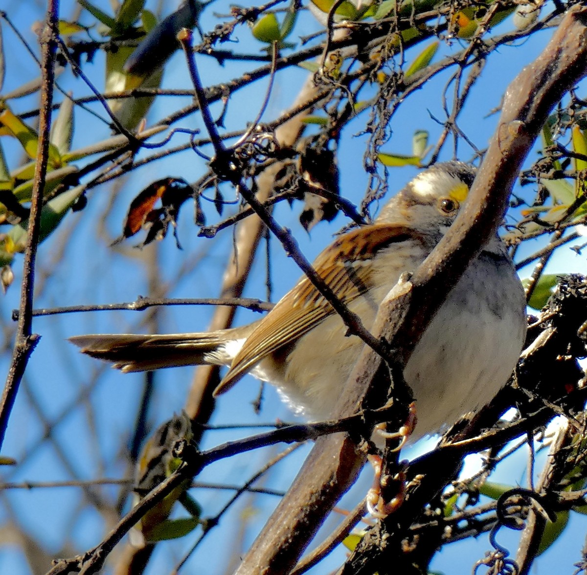 ノドジロシトド - ML647125518