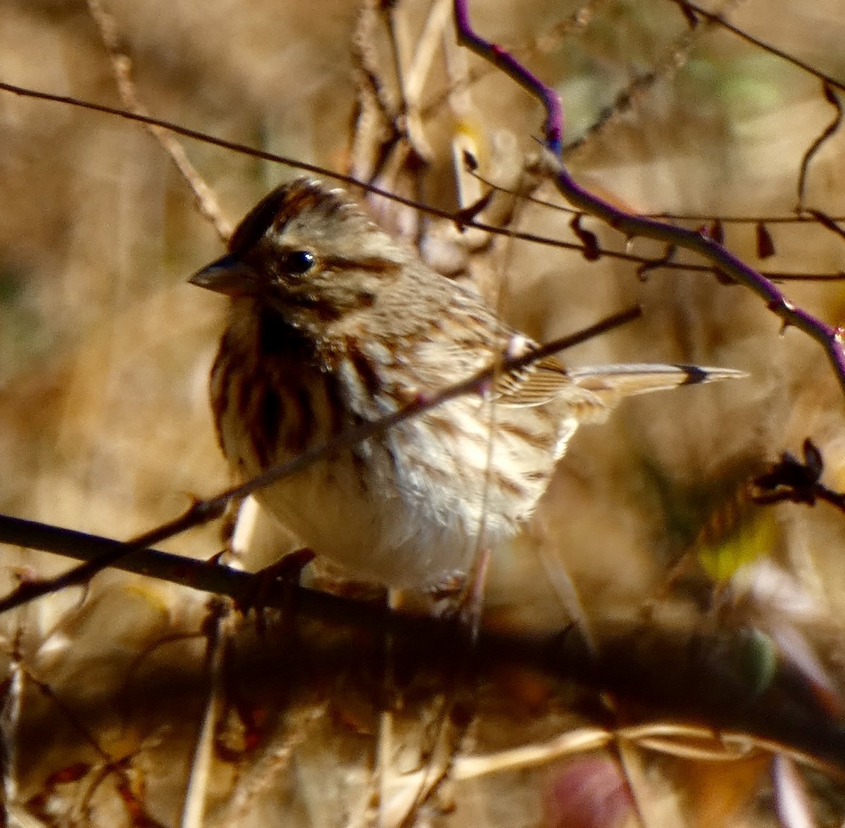ウタスズメ - ML647125528