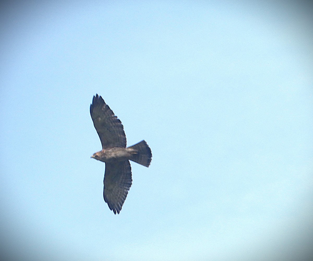 Broad-winged Hawk - ML647125529