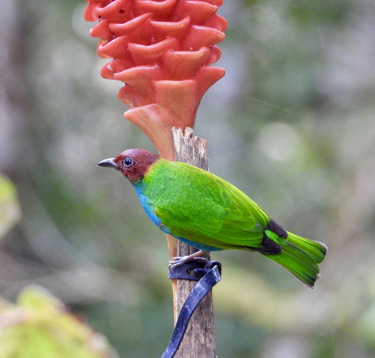 Bay-headed Tanager - ML647125531