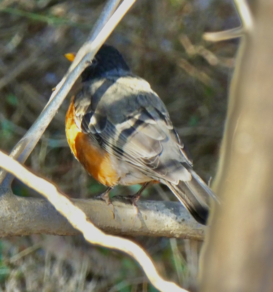 コマツグミ - ML647125532