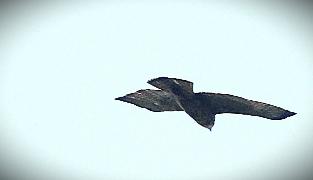 Broad-winged Hawk - ML647125533