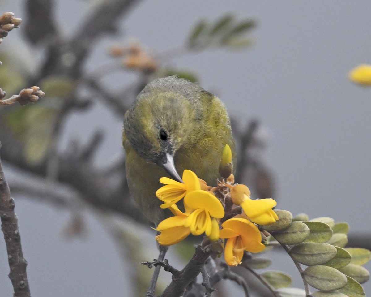 Hawaii Amakihi - ML647125535