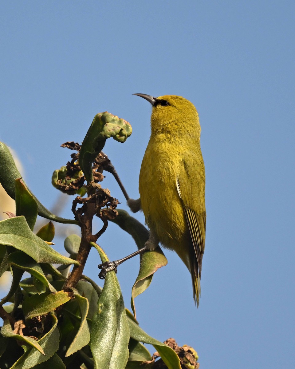 Hawaii Amakihi - ML647125536