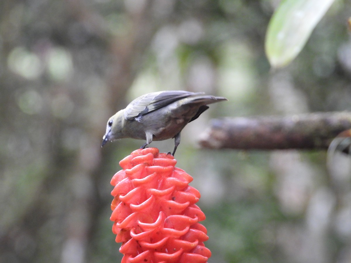 Palmentangare - ML647125538