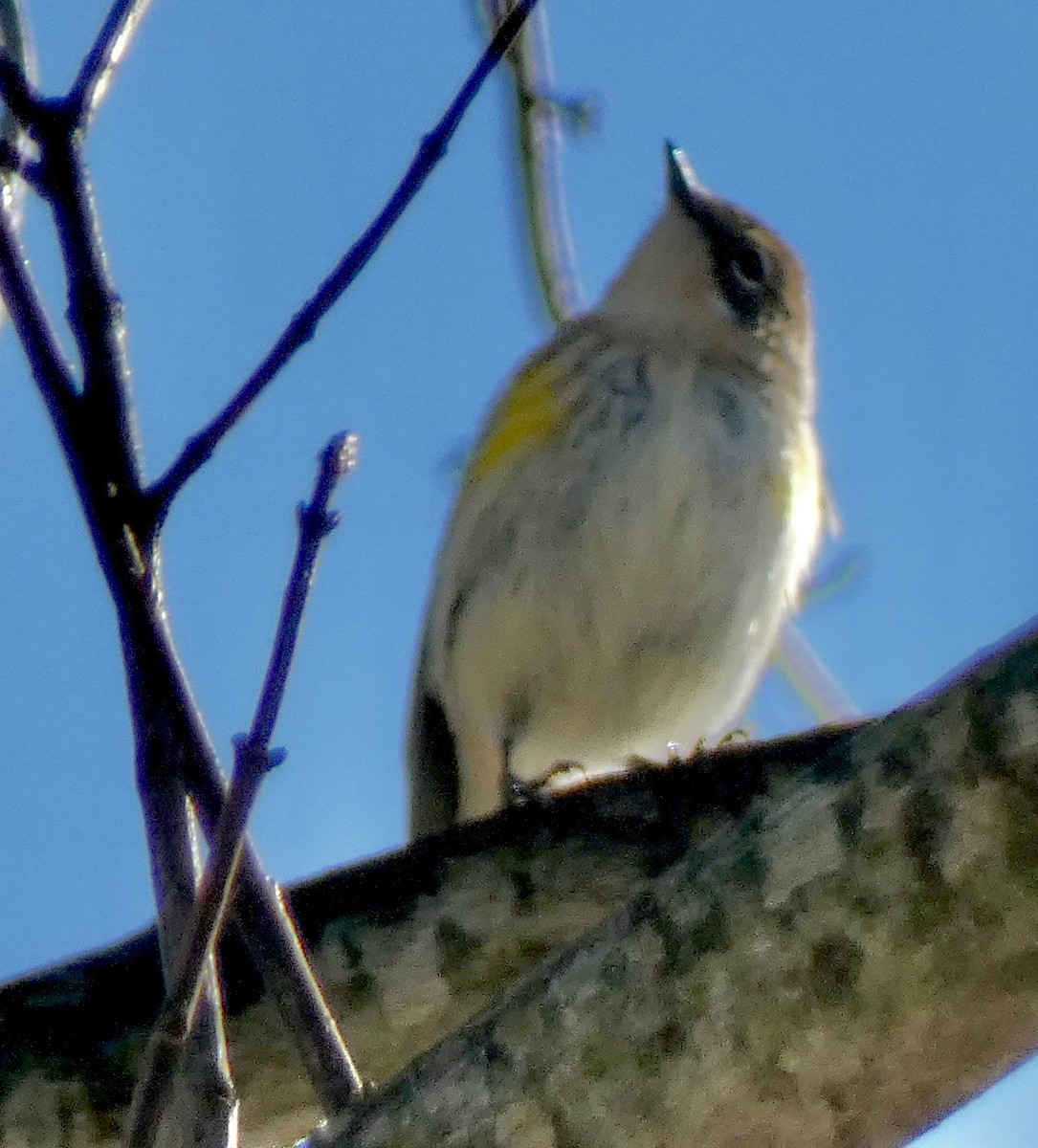 キヅタアメリカムシクイ - ML647125540