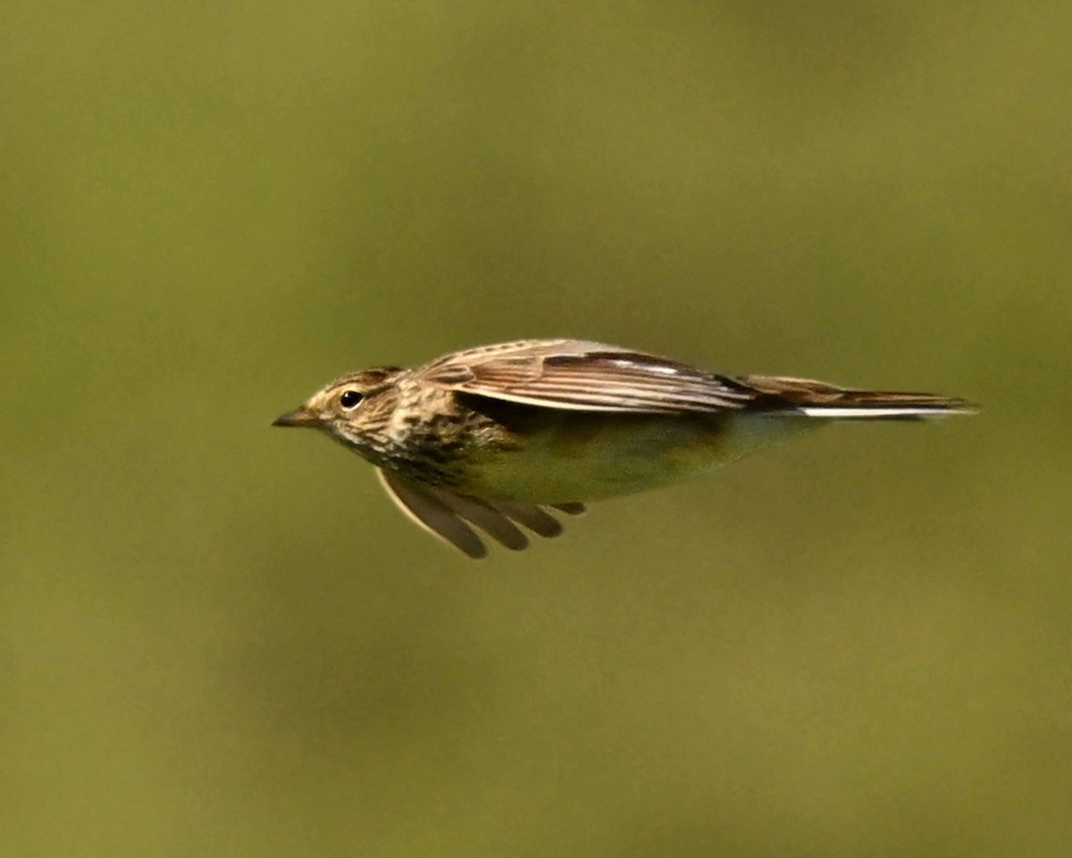 Allodola - ML647125544