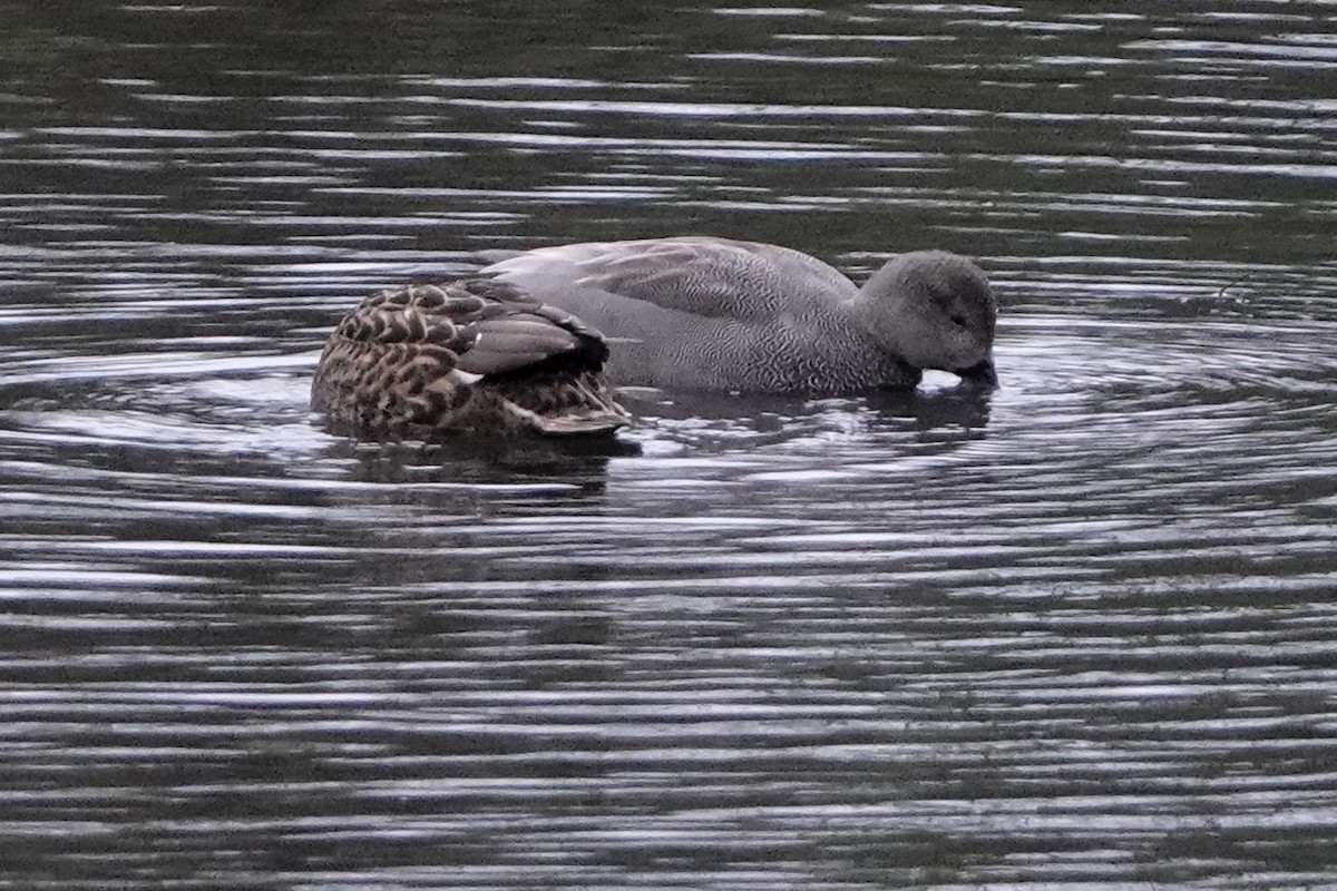 Серая утка - ML647125546