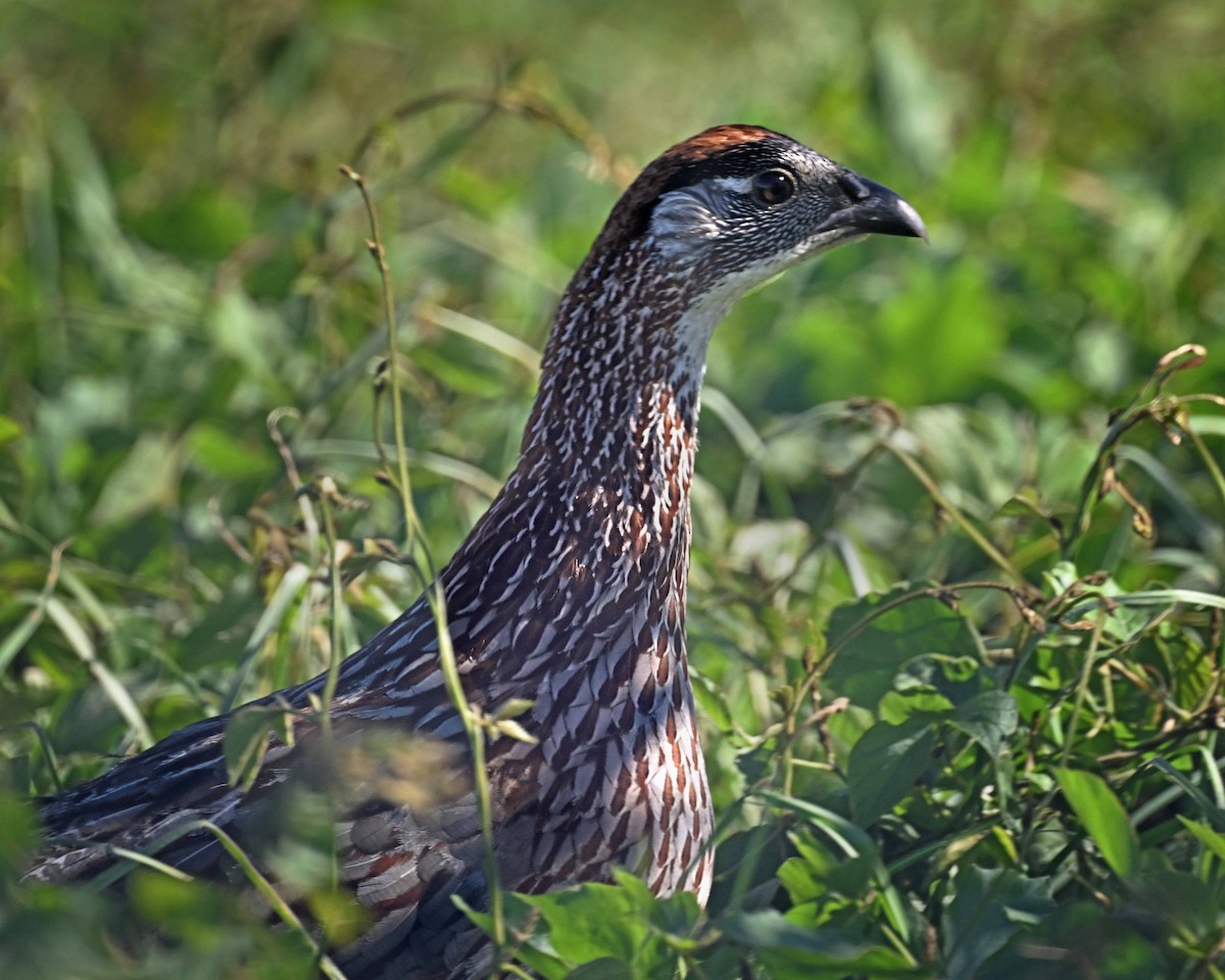 storfrankolin - ML647125550