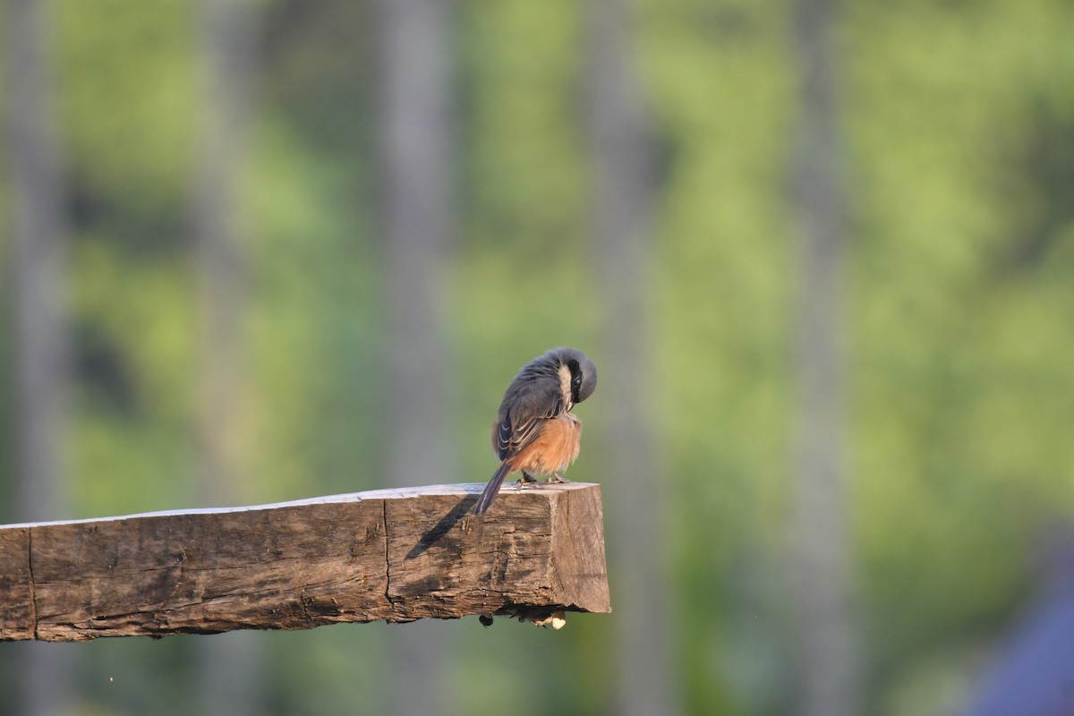 Gray-backed Shrike - ML647125552