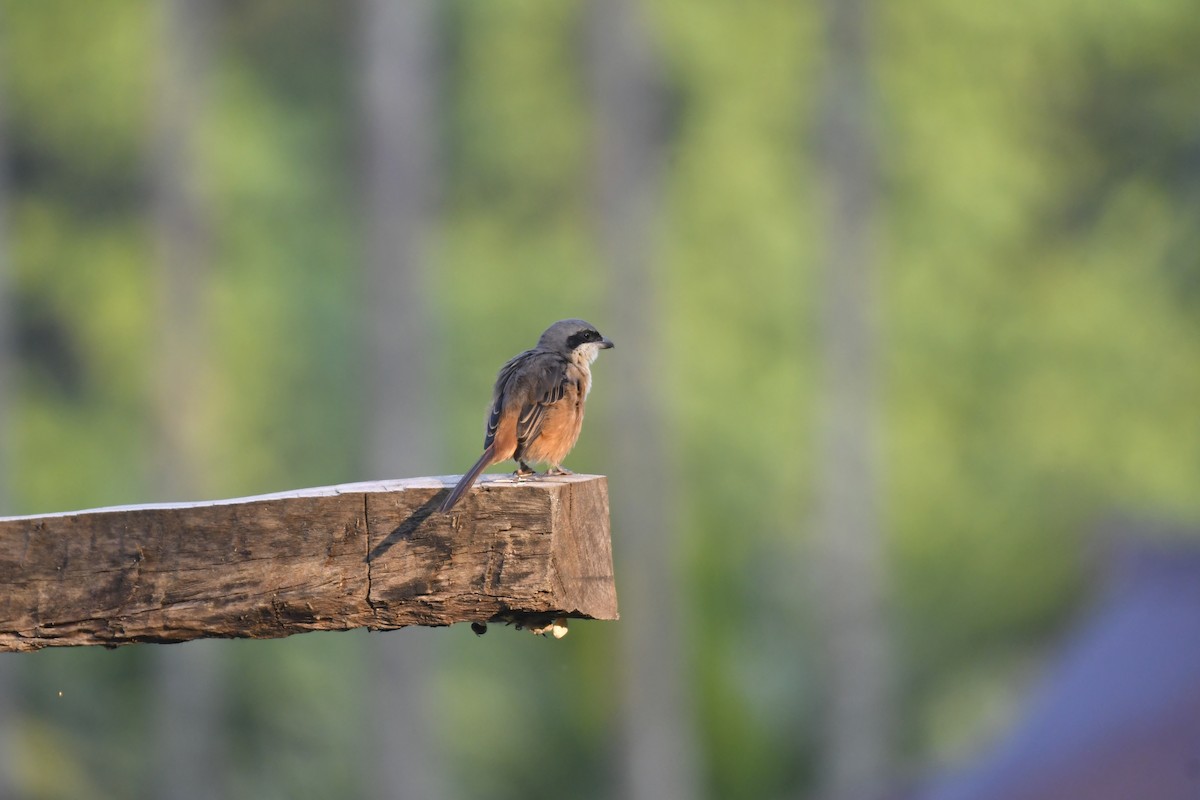 Gray-backed Shrike - ML647125553